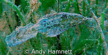 Sea grass ghost pipefish.  by Andy Hamnett 